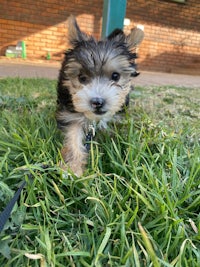 a small black and brown dog walking in the grass