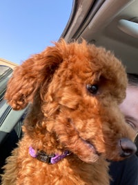 a brown poodle sitting in the back seat of a car