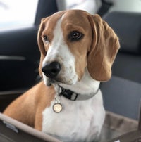 a dog sitting in the back seat of a car