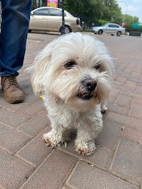 a small white dog on a leash on a brick sidewalk