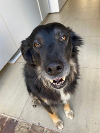 a black and brown dog sitting on a tile floor