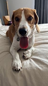 a beagle laying on a bed with his tongue out