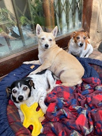 three dogs laying on a bed with a toy