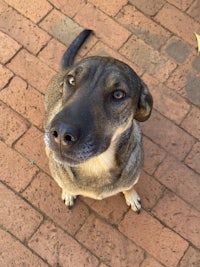 a black and brown dog looking up at the camera