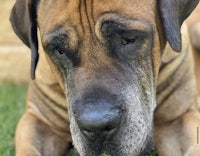 a large brown dog laying on the grass