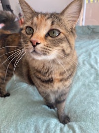 a cat standing on top of a bed