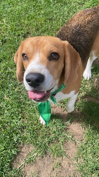 a beagle with a green bow tie in the grass