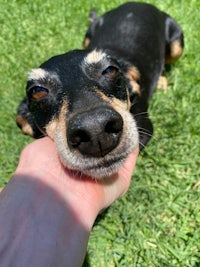 person, an adoptable dachshund & chihuahua mix in houston, texas