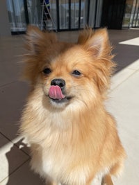 a pomeranian dog with its tongue sticking out