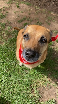 a dog wearing a red bandana on the grass