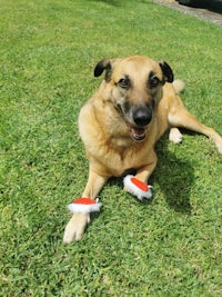 a dog laying on the grass with santa hats on his feet