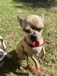 two chihuahuas standing in the grass with their tongues out