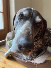 a dog in a dog bed looking at the camera