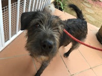 a black dog standing on a tiled floor with a leash