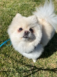 a white pomeranian dog standing in the grass