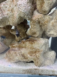 a fish swimming in a tank with rocks and corals