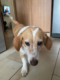 a white and brown dog standing on a tile floor