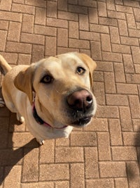 a yellow labrador dog looking up at the camera