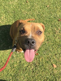 an adoptable pit bull terrier in san diego, california