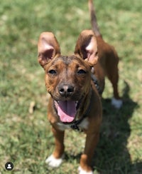 a brown and white dog is standing in the grass