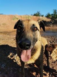 a dog is standing next to a river with its tongue out