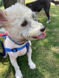 a white dog wearing a leash in a grassy area