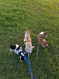 three dogs walking on a leash in the grass