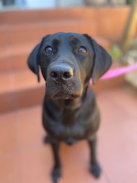 a black labrador retriever looking at the camera