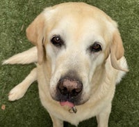 a yellow labrador retriever is laying on the grass