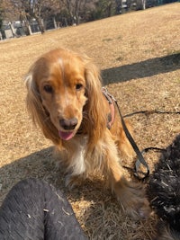 two dogs on a leash in a park