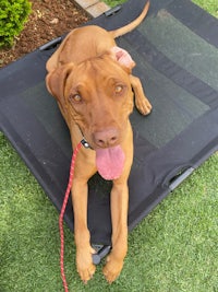 a brown dog laying on a pet bed with a leash