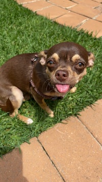 a brown and white chihuahua sitting on the grass