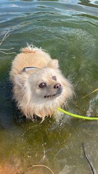 chihuahua dog in the water with a leash