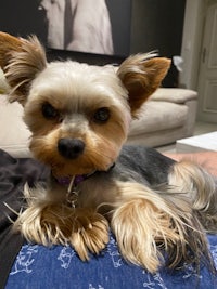 a small yorkshire terrier is sitting on a person's lap