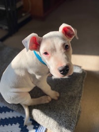 a white dog sitting on a bed in the sun