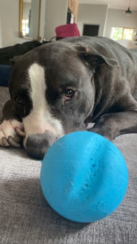 a dog laying on a couch with a blue ball