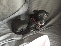 a black dog laying on a couch