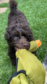 a black poodle chewing on a green toy