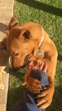 a brown dog is petting a person's hand