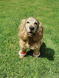 cocker spaniel wearing a pair of leggings on the grass