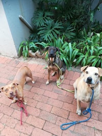 three dogs on leashes on a brick walkway