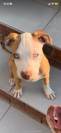 an adoptable pit bull terrier puppy standing on a set of stairs