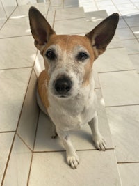 a brown and white dog sitting on a tiled floor