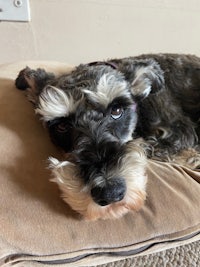 a schnauzer dog laying on a pillow