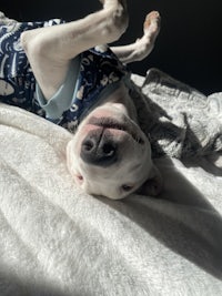 a white dog laying on a bed with his paws up