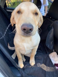 a yellow labrador retriever sitting in the back seat of a car