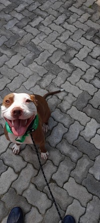 a dog on a leash on a brick walkway