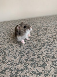 a small hamster sitting on top of a table