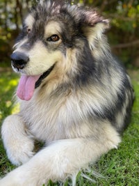 a black and white dog laying on the grass