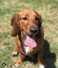 a brown dachshund dog sitting in the grass with his tongue out